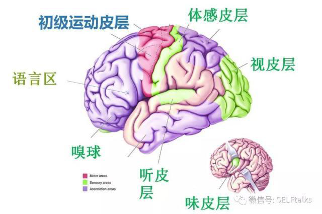 中國腦健康日關注“頭”等大事,中國腦科技的未來是什么?